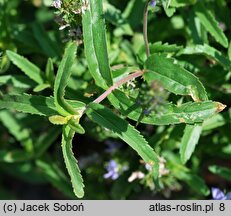 Veronica prostrata (przetacznik rozesłany)