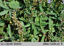 Veronica prostrata (przetacznik rozesłany)