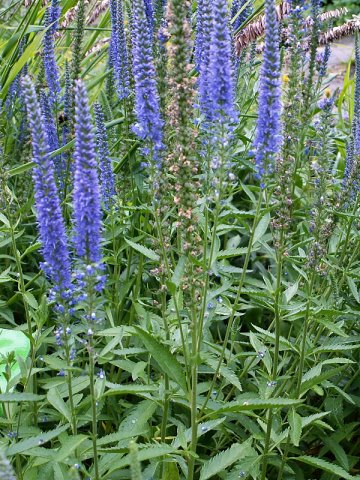 Veronica paniculata