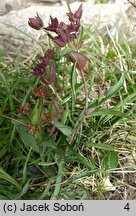 Bupleurum ranunculoides (przewiercień jaskrowaty)