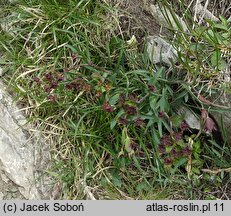 Bupleurum ranunculoides (przewiercień jaskrowaty)