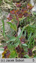 Bupleurum ranunculoides (przewiercień jaskrowaty)