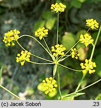 Bupleurum falcatum