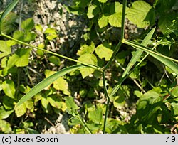 Bupleurum falcatum