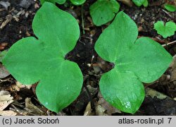 Hepatica nobilis (przylaszczka pospolita)