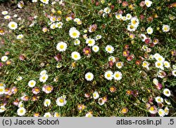 Erigeron karvinskianus (przymiotno Karwinskiego)