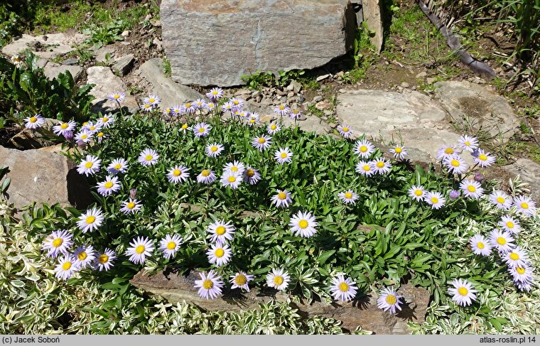 Erigeron leiomerus (przymiotno gładkie)