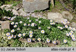 Erigeron leiomerus (przymiotno gładkie)