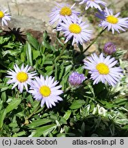 Erigeron leiomerus (przymiotno gładkie)