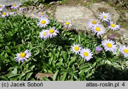 Erigeron leiomerus (przymiotno gładkie)