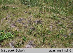 Erigeron acris ssp. serotinus (przymiotno ostre późne)