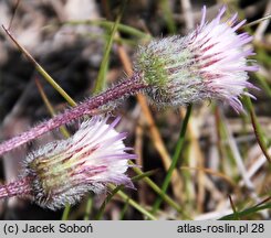 Erigeron acris ssp. serotinus (przymiotno ostre późne)