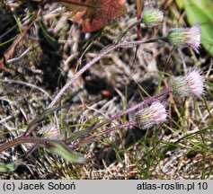 Erigeron acris ssp. serotinus (przymiotno ostre późne)