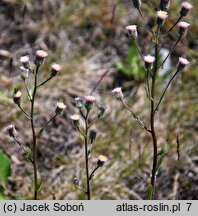 Erigeron acris ssp. serotinus (przymiotno ostre późne)