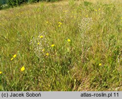 Erigeron acris (przymiotno ostre)