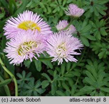 Erigeron speciosus Rosa Juwel