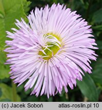 Erigeron speciosus Rosa Juwel