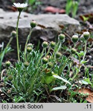 Erigeron compositus (przymiotno złożone)