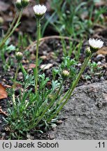 Erigeron compositus (przymiotno złożone)