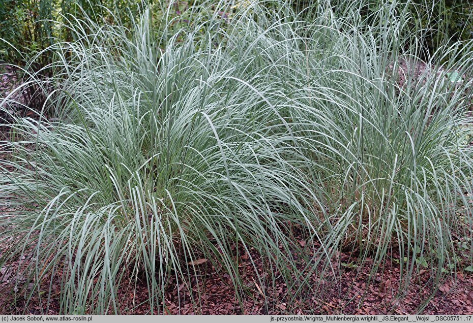 Muhlenbergia wrightii (przyostnia Wrighta)