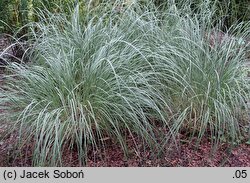 Muhlenbergia wrightii (przyostnia Wrighta)