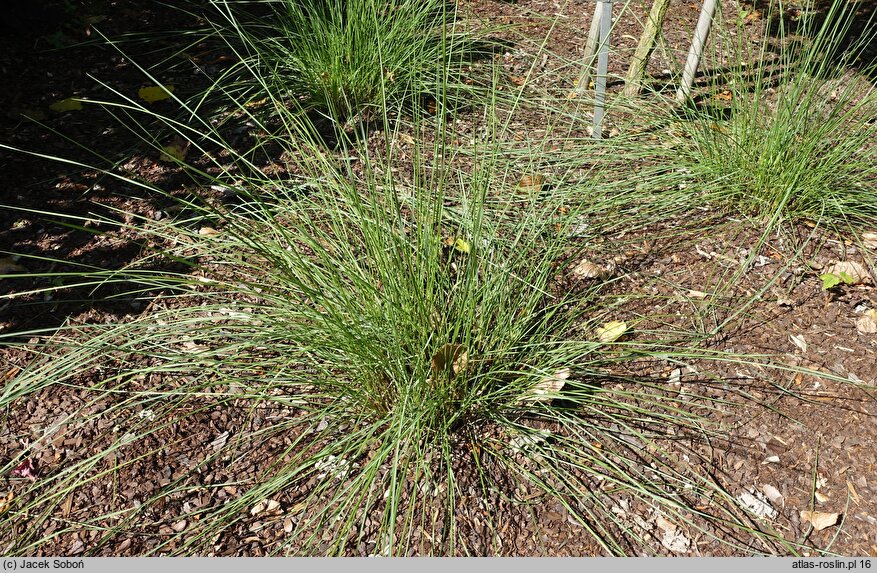 Muhlenbergia capillaris (przyostnia włosowata)