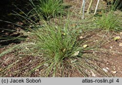 Muhlenbergia capillaris (przyostnia włosowata)