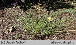 Muhlenbergia capillaris (przyostnia włosowata)