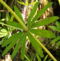 Galium schultesii