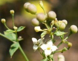 Galium schultesii