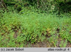 Galium sylvaticum (przytulia leśna)