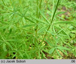 Galium sylvaticum (przytulia leśna)