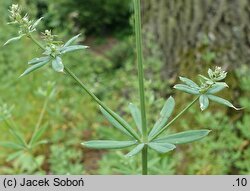 Galium sylvaticum (przytulia leśna)