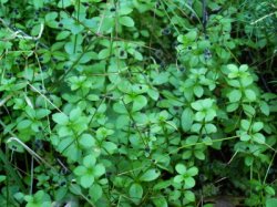 Galium rotundifolium