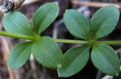 Galium rotundifolium