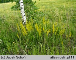 Galium verum s.str. (przytulia właściwa)