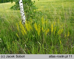 Galium verum (przytulia właściwa)