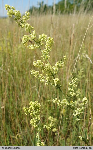 Galium ×pomeranicum