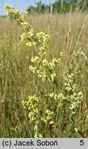 Galium ×pomeranicum