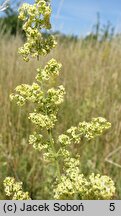 Galium ×pomeranicum