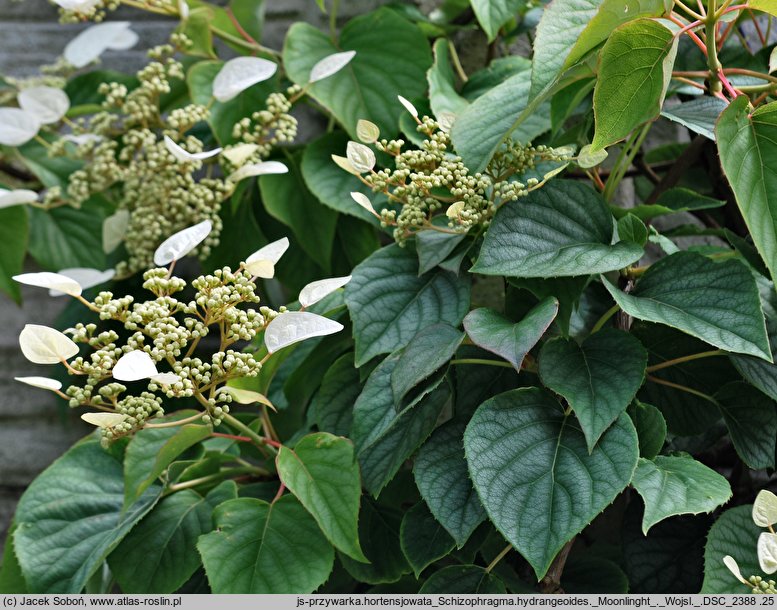 Schizophragma hydrangeoides Moonlight