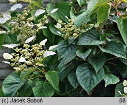 Schizophragma hydrangeoides Moonlight