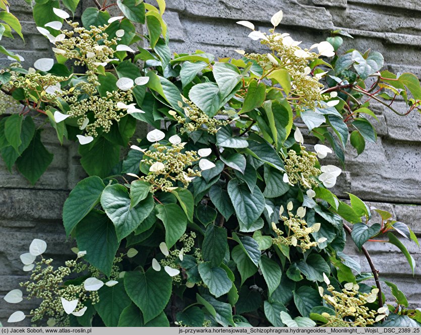 Schizophragma hydrangeoides Moonlight