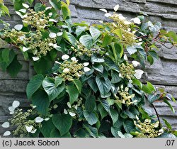 Schizophragma hydrangeoides Moonlight