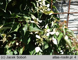 Schizophragma hydrangeoides Roseum