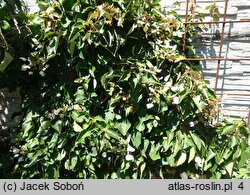 Schizophragma hydrangeoides Roseum