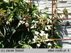 Schizophragma hydrangeoides Roseum