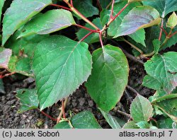 Schizophragma hydrangeoides (przywarka hortensjowata)