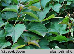 Schizophragma hydrangeoides (przywarka hortensjowata)