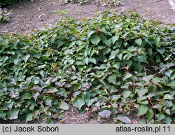 Schizophragma hydrangeoides (przywarka hortensjowata)